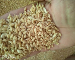 Lokwan Wheat for sale in Katni