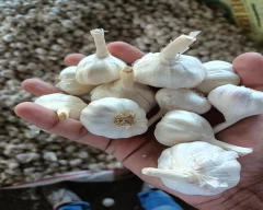A Grade Quality Garlic for sale in Neemuch