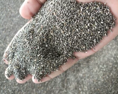 Normal Chia seed for sale in Neemuch