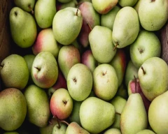 Normal Pear for sale in Pune