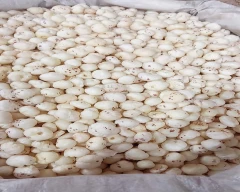 Normal Makhana for sale in Kishanganj