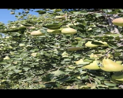 Normal Pear for sale in Amritsar