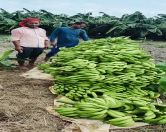 G-9 Banana for sale in Basti