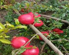 A Grade Quality Pomegranate for sale in Solapur