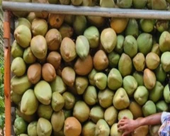 Normal Tender Coconut for sale in West Godavari