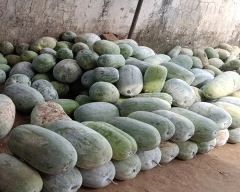 Normal Ash gourd for sale in Patna