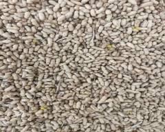 Normal Groundnut for sale in Bhiwani