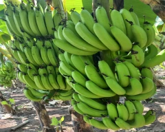 G-9 Banana for sale in Jalgaon