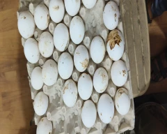 Normal Egg for sale in Solan