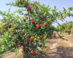 A Grade Quality Pomegranate for sale in Solapur