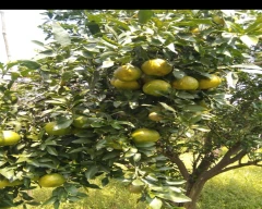 Nagpuri Orange for sale in Nagpur