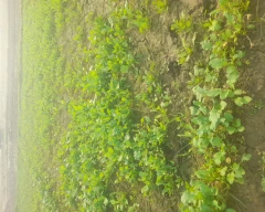 Normal Spinach for sale in Bulandshahr