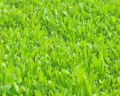 Normal Spinach for sale in Karnal