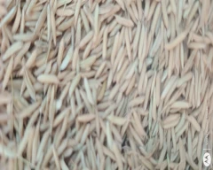 Other Basmati Rice for sale in Mirzapur
