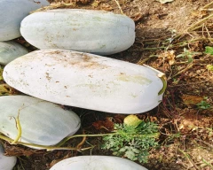 Normal Ash gourd for sale in Mirzapur