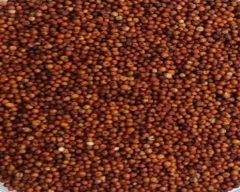 A Grade Quality Ragi for sale in Tumakuru
