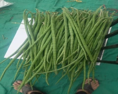 A Grade Quality Drumstick for sale in Bhavnagar