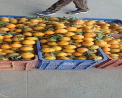 Normal Kinnow for sale in Sri Ganganagar