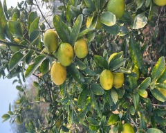 A Grade Quality Lemon for sale in Hisar