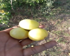 A Grade Quality Amla for sale in Bhilwara