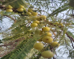 B Grade Quality Amla for sale in Jhajjar