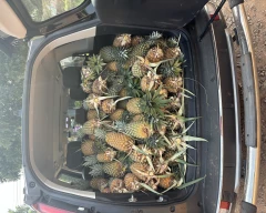 A Grade Quality Pineapple for sale in Udupi