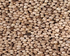 A Grade Quality White Pepper for sale in Wayanad