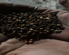 Normal Harad for sale in Damoh