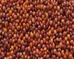 Indian Tur for sale in Amravati