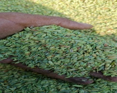 Normal Fennel Seeds for sale in Pali