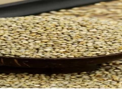 A Grade Quality Bajra for sale in Hyderabad