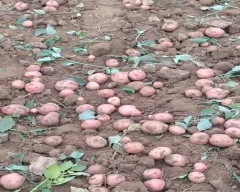 Normal Colocasia for sale in Rohtas