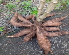 Normal Tapioca for sale in Salem