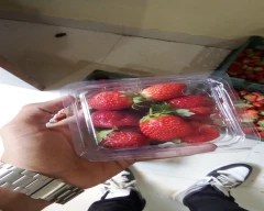 Normal Strawberry for sale in Solapur