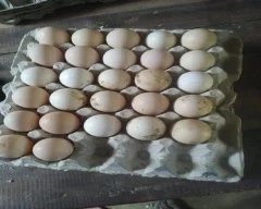 Desi Egg for sale in Kushinagar