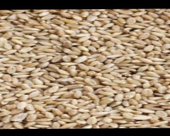 B Grade Quality Wheat for sale in Kolhapur