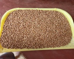 Normal Cowpea for sale in Davangere