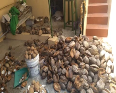 A Grade Quality Copra for sale in Vellore