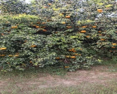 Normal Kinnow for sale in Fazilka