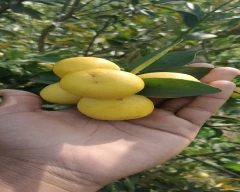 A Grade Quality Lemon for sale in Saharanpur