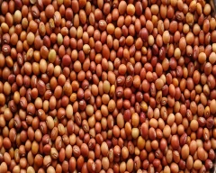 Indian Tur for sale in Sangli