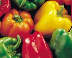 Normal Capsicum for sale in YSR District