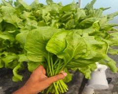 Normal Spinach for sale in Siddipet