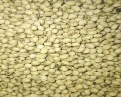 Normal Soya DOC for sale in Nashik