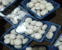 Button Mushroom for sale in Surat
