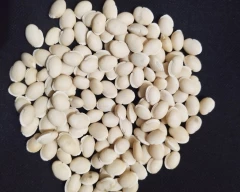 Normal Broad Beans for sale in Kachchh