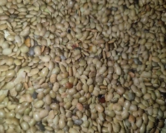 Normal Horse Gram for sale in Annamayya