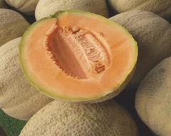 Normal Muskmelon for sale in YSR District