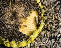 Normal Sunflower Seed for sale in YSR District