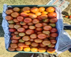 A Grade Quality Tomato for sale in Shivpuri